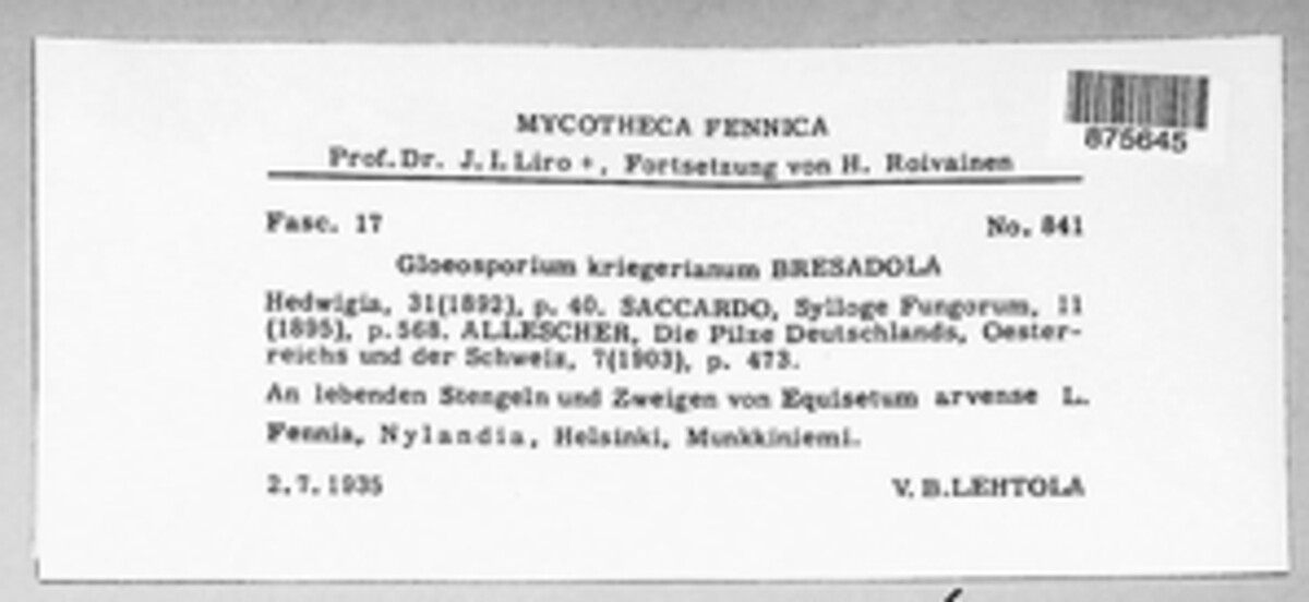 Discula kriegeriana image